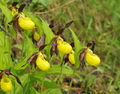 Lady's Slipper Orchid (Cypripedium calceolus) Subtaxa:Cypripedium