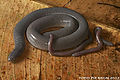 Varagua Caecilian (Gymnopis multiplicata ) Family: Caeciliidae