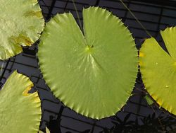 Lillypad.jpg