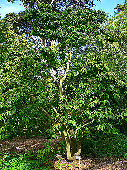 Magnoliazenii1.jpg