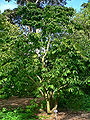 Thumbnail for version as of 02:59, 19 May 2010