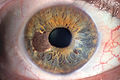 Thumbnail for version as of 00:22, 4 January 2010