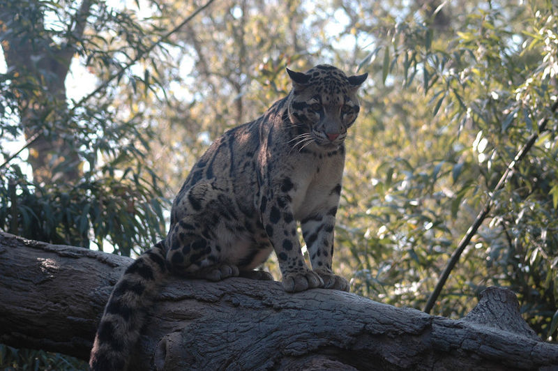 File:Picture of clouded leopard.jpg