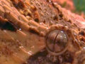 Thumbnail for version as of 18:01, 3 January 2008