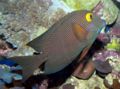 Spotted surgeonfish (Ctenochaetus strigosus) Genus: Ctenochaetus