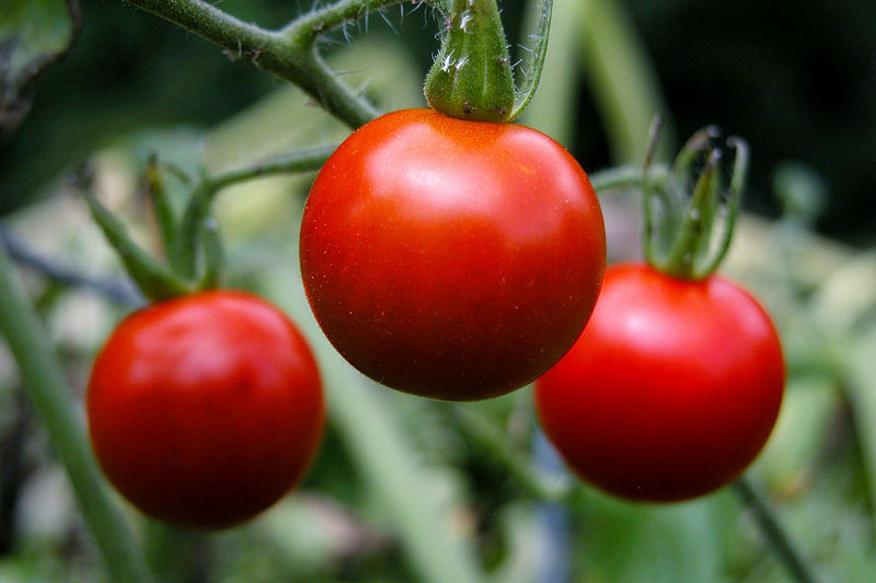 File:Tomato3.jpg