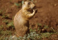 Utah Prairie Dog(Cynomys parvidens)