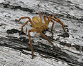 Badge Huntsman Spider (Neosparassus salacius) Genus: Neosparassus Species: Salacius