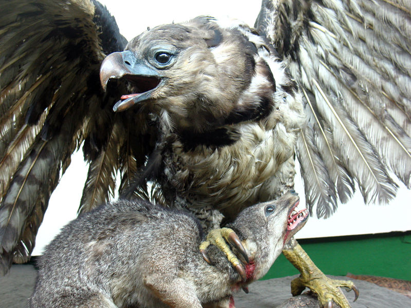 File:9460526789 e64e1a3f20 k.jpg