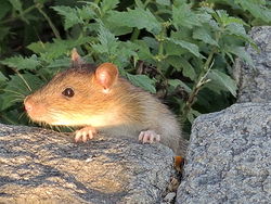 Arboretum Zürich - Rattus norvegicus -fraglich- 2014-10-02 18-50-58 (P7800).JPG