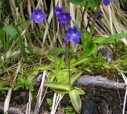 Common butterwort.jpg
