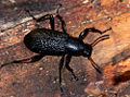 Thumbnail for version as of 12:08, 28 October 2008