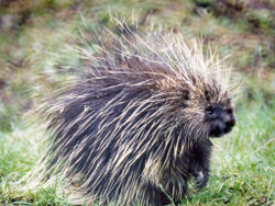 Main porcupine.jpg