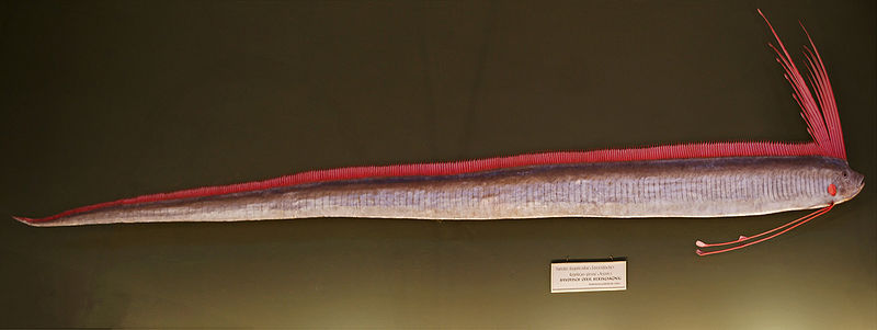 File:Oarfish Museum.jpg