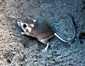 Padre Island Kangaroo Rat (Dipodomys compactus compactus) Species: D. compactus