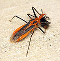Red Bull Assassin (Repipta taurus) Subfamily:Harpactorinae