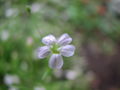 Baby's-breath (Gypsophila) Subtaxa:name