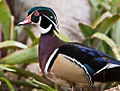 Wood Duck (Aix sponsa)