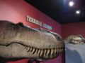 The Dinosaur wall at BVCSM