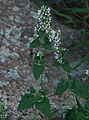 Catnip (Nepeta cataria)