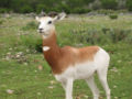 Dama Gazelle (Gazella dama) Species: Gazella dama
