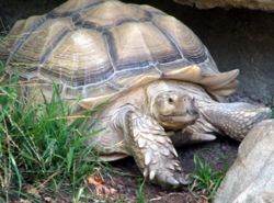 Geochelone sulcata.jpg