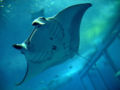 The ventral side of a manta ray