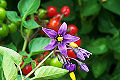 Climbing Nightshade (Species: S. dulcamara) Subtaxa:name