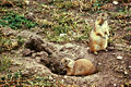 Black-tailed Prairie Dogs (Cynomys ludovicianus) Family: Sciuridae