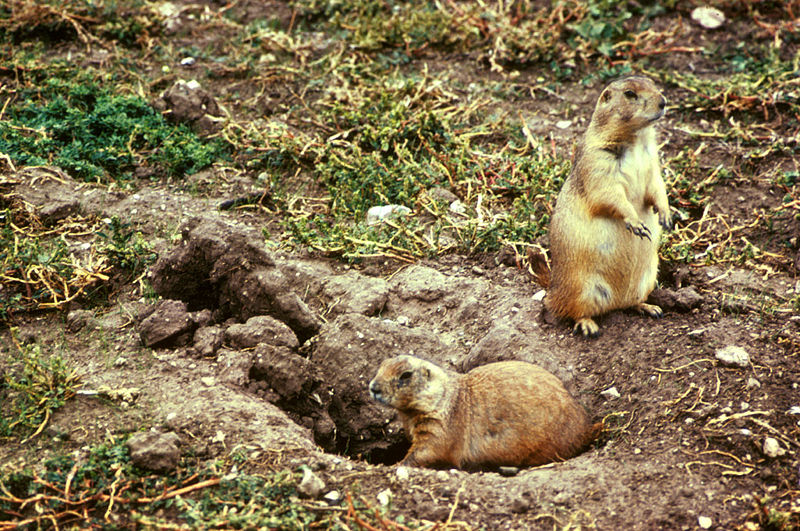 File:Prairie Dog.jpg