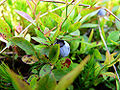 Lowbush blueberry (V. angustifolium)
