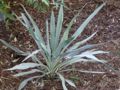 Pale Yucca (Y. pallida)