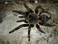 Brazilian Birdeater (Lasiodora parahybana body span)