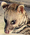 Malayan Civet (Viverra tangalunga)