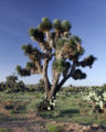 Joshua Tree (Y. decipiens)