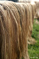 Abaca fiber from the Philippines made from the banana plant (Musa textilis).