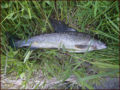 Artic Grayling (Thymallus arcticus ) Genus: Thymallus