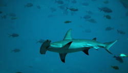 Hammerhead shrk main.jpg