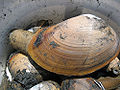 Horseneck Clam (Tresus capax) Family: Mactridae