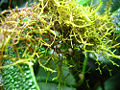 Thumbnail for version as of 20:15, 16 June 2008
