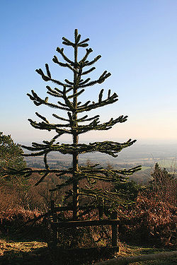 Monkey puzzle6.jpg