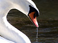Mute Swan (Cygnus olor)