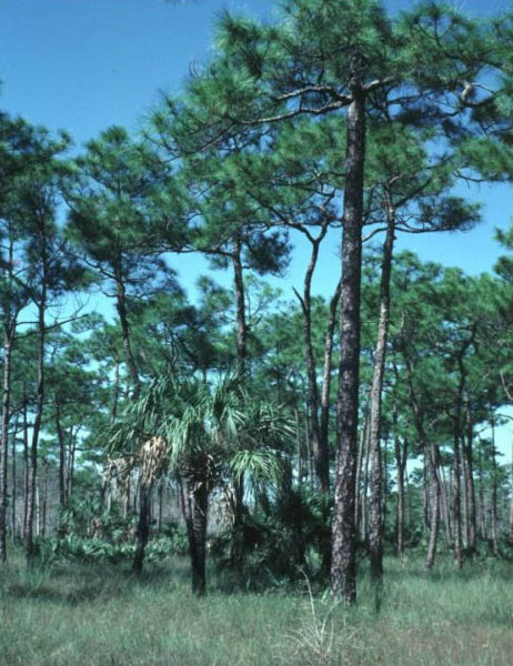 File:Pinus elliottii densa.jpg