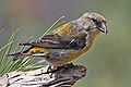 Red crossbill (Loxia curvirostra) Genus: Loxia