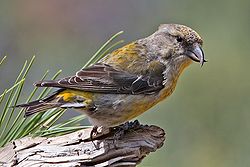 Red Crossbill -Female.jpg