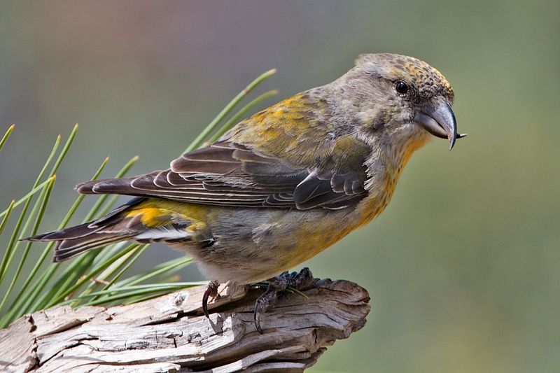 File:Red Crossbill -Female.jpg