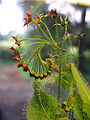 Lance-Leaved Sundew (Drosera adelae) Genus: Drosera