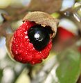 Titoki fruit (Alectryon excelsus) Subtaxa: Alectryon