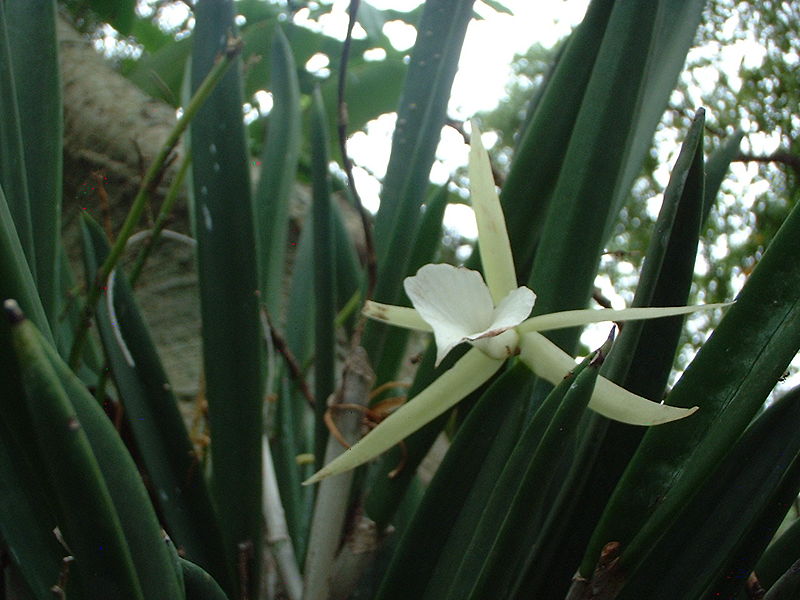 File:Vanilla orchid 2.jpg