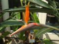 Thumbnail for version as of 07:14, 5 January 2007